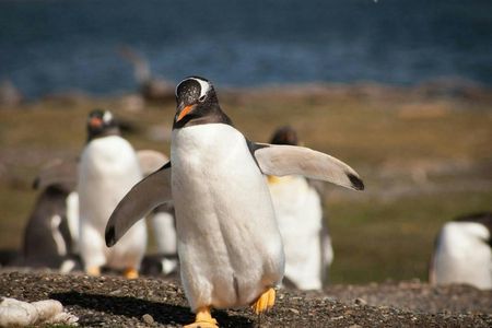 Walk with Penguins in Ushuaia