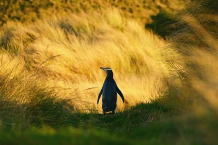 Penguin Habitat and Rehabilitation Centre Guided Tour in Dunedin