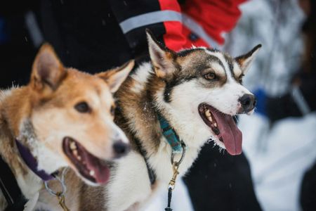 Reindeer and husky farm tour with snowmobiling
