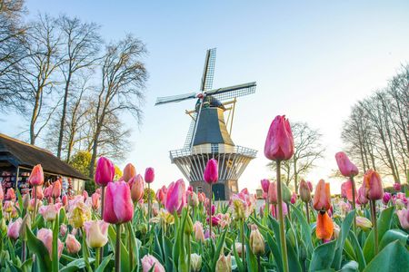 Dutch countryside and Keukenhof Gardens full-day tour from Antwerp