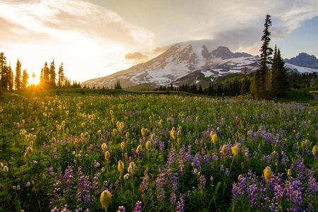 Self-Guided Driving Tour of  Mount Rainier National Park
