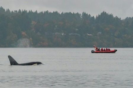 Victoria Winter Whale Watching on a Zodiac Vessel