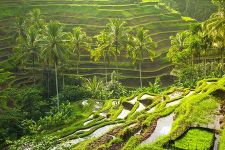 Guided tour of Bali highlights with Tegallalang Rice Terraces