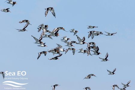 Birdwatching boat tour in Lisbon