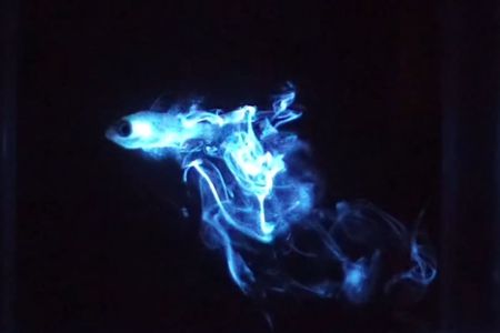 Bioluminescent Night Dive
