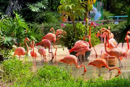 Chimelong Bird Park Entrance Tickets