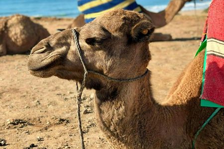 Camel Ride Experience in Essaouira's Coastal Region
