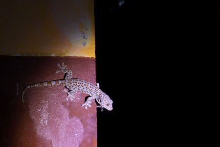 Langkawi rainforest guided tour after dark