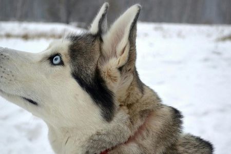 1.5-Hour Husky Sled Ride in Rovaniemi