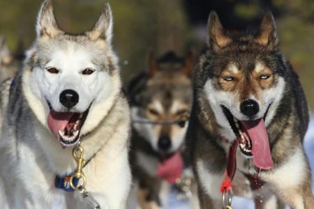 5 km Self-Driven Husky Sled Adventure in Rovaniemi