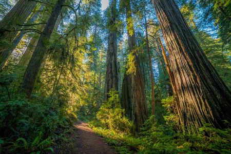 Redwoods National and State Park self-guided driving audio tour