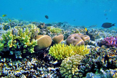 Discover Magawish Island with snorkeling cruise and lunch in Hurghada