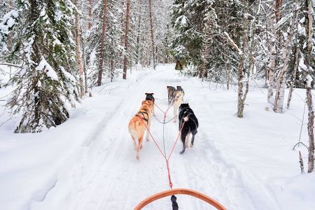 Family Day with Snowmobiles, Arctic Animals and Santa Village