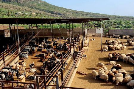 Goat farm tour with wine and cheese tasting in Adeje