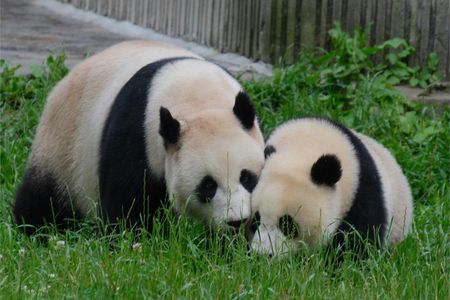 Full Day Tour of Chengdu Panda Base