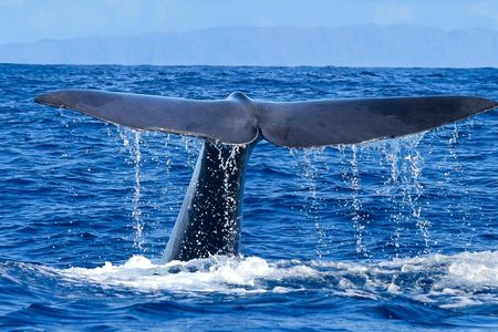Whale and dolphin watching experience from Funchal