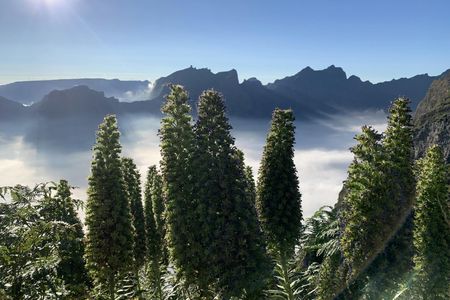 The enchanted east of Madeira's natural wonders 4x4 guided tour