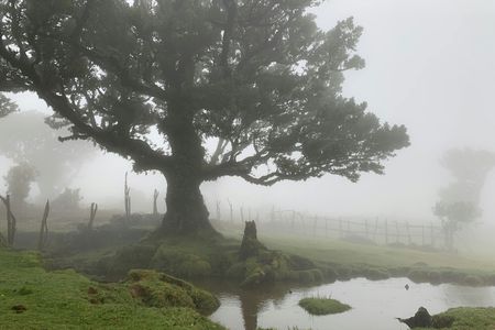 Madeira the untravelled west 4x4 guided tour
