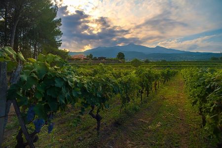 Etna Wine Tour and Tasting