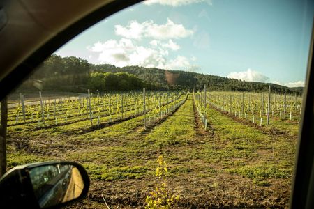 Albarino Wine and Vineyard Tour with Tasting Experience