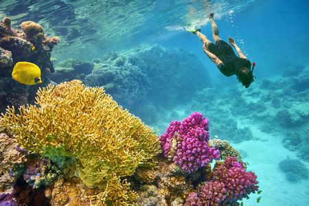 Ain Sokhna snorkeling and submarine cruise with lunch from Cairo