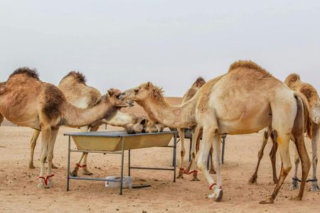 Classic Desert Safari with Camp Activities and BBQ Dinner