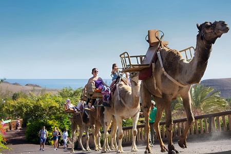 Oasis Park Fuerteventura entrance with camel experience
