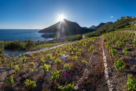 Wine tasting tour in Pelješac Peninsula and Ston visit