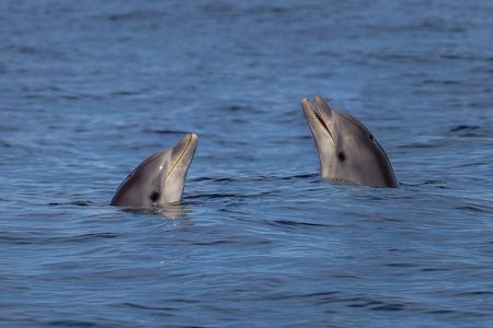 Cabo de Formentor boat trip with dolphin watching