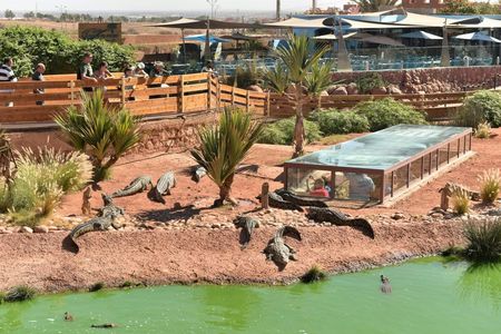 Goat Tree and Crocodile Park adventure, unique experience in Agadir