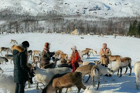 Exclusive reindeer and Sami experience