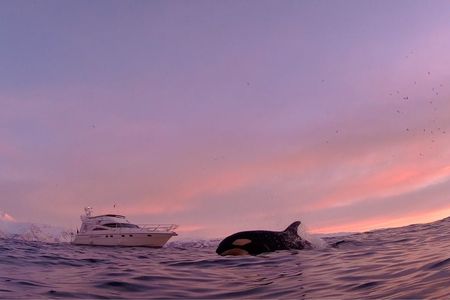 Arctic whale watching Tromsø to Skjervøy guided excursion