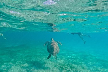 Akumal turtles adventure and Cenote Nohoch