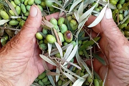 Olive Oil Experience in Lefkada