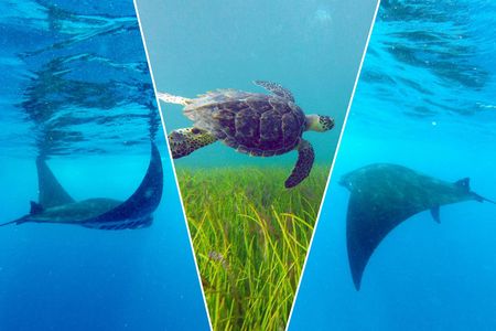 Cancun snorkelling tour with turtles, stingrays and Meco Reef