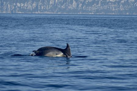 Bados to Figarolo dolphin-watching experience with a marine biologist