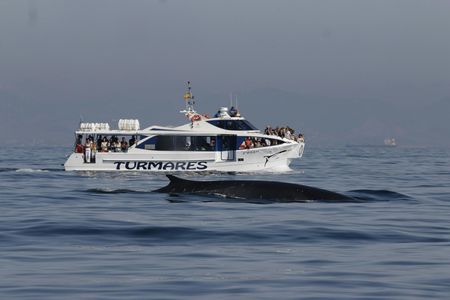 Tarifa whale and dolphin watching tour
