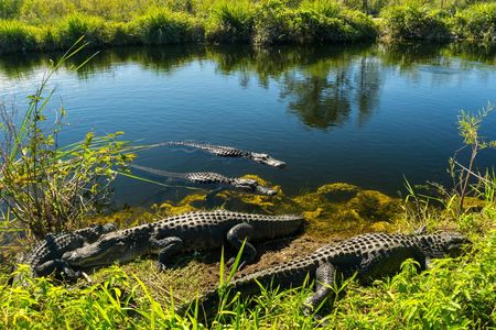 Everglades National Park nature walk & air boat ride