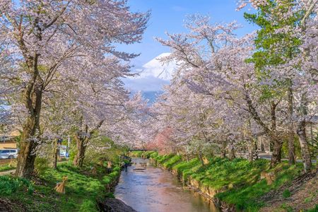 Mount Fuji Sightseeing Day Tour from Tokyo