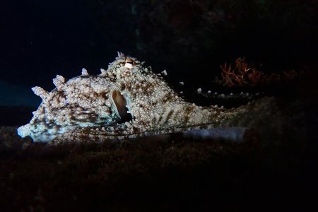 Night snorkelling tour