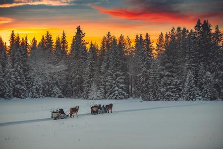 Evening horse-drawn sleigh ride with dinner in Trysil