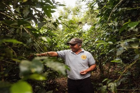 Coffee farm guided tour