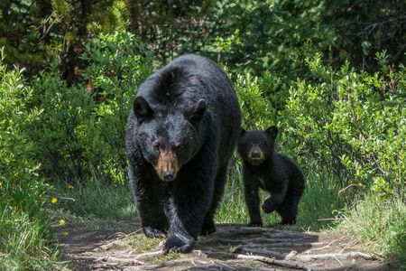 Wildlife search excursion in Jasper National Park