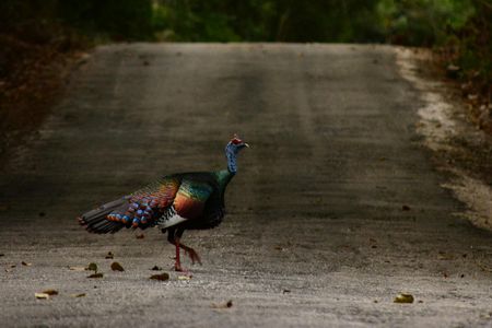 Guided birdwatching experience in Cobá ancient Maya city with brunch