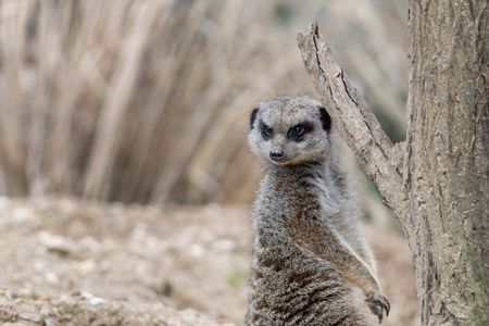 Safari experience from Sousse or Hammamet to Friguia Park