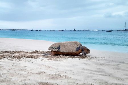 Turtle watching and family treasure hunt