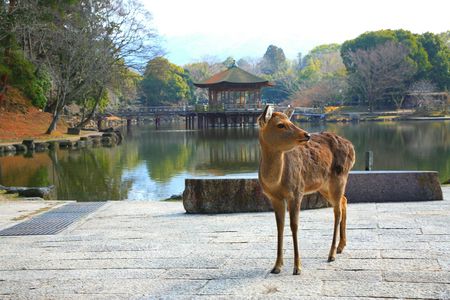 Kyoto Full-Day Guided Bus Tour to Top Highlights with Tickets