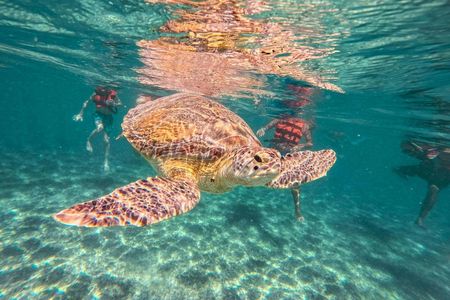 Riviera Maya exploration with Tulum, Akumal Bay, and Cenote visit