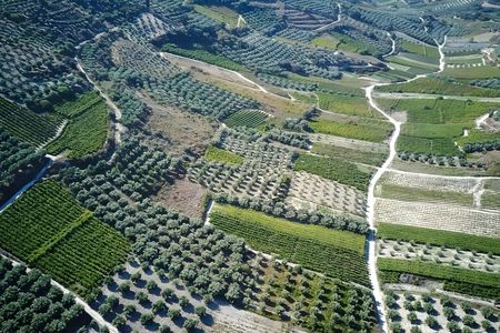 Douloufakis Winery and Asimiri Vineyard guided tour with tastings