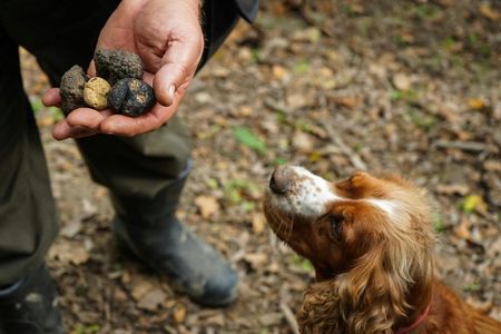 Truffle hunting and tasting in San Gimignano with lunch